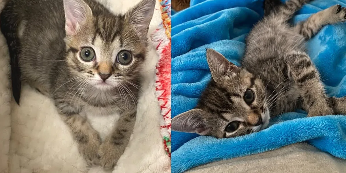 Kitten Too Fragile to Move Is Now Hopping for Joy