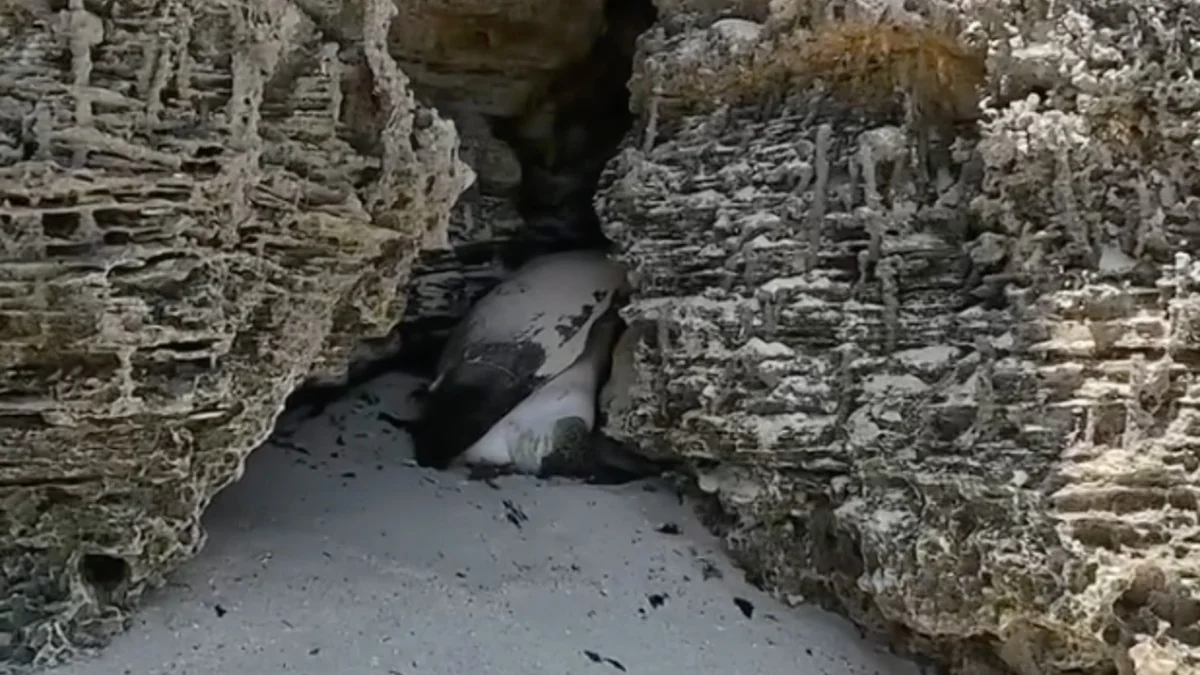Beachgoers Find Giant Turtle Wedged Between Rocks And Realize She’s Alive