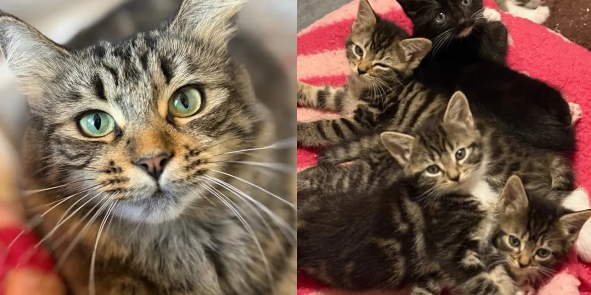 Mama Cat and 5 Kittens Born by a Garden Fence Thrive