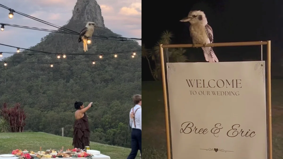 Wild Kookaburra Joins Wedding And Leaves Couple Convinced He’s Delivering A Special Message