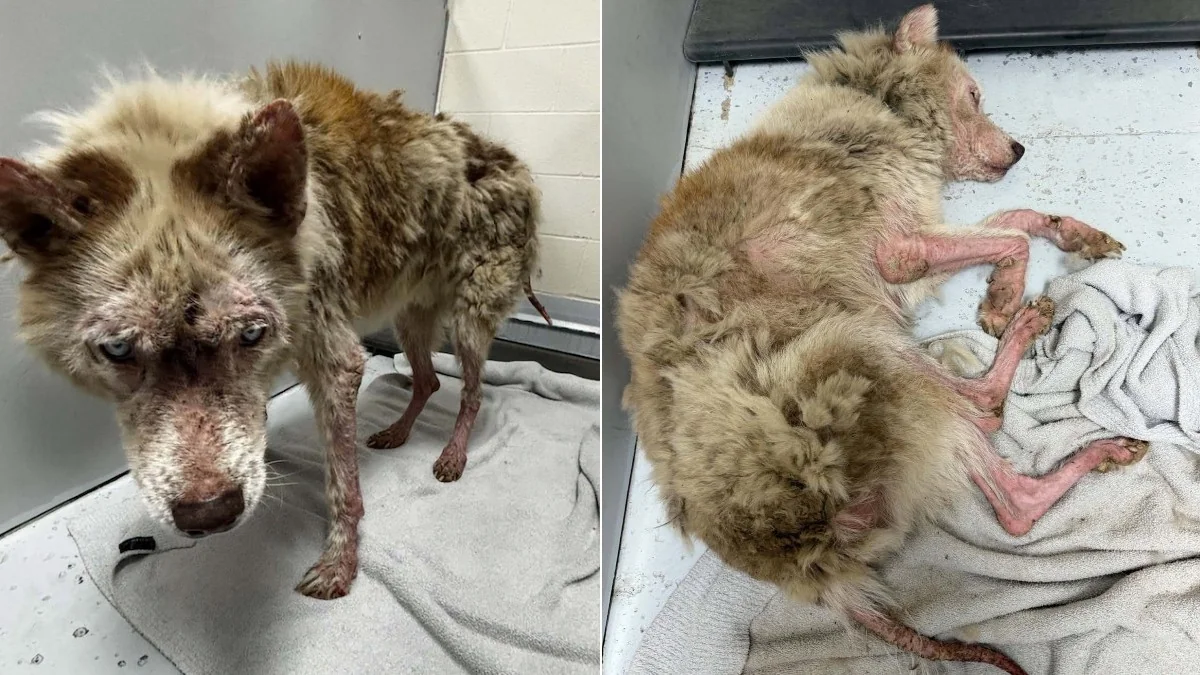 Shelter Workers Stunned By Hairless Husky’s Transformation After Just 3 Months Of TLC