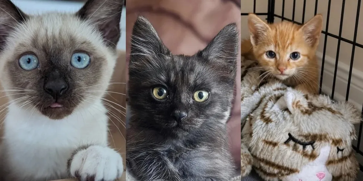 The Hardest Cat Rescues of Summer 2026