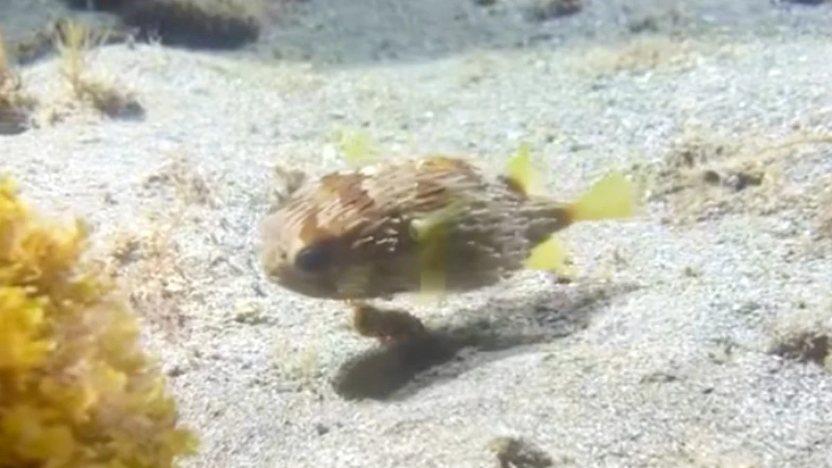El Niño Is Pushing Tropical Fish To The California Coast — Like This Adorable Porcupinefish