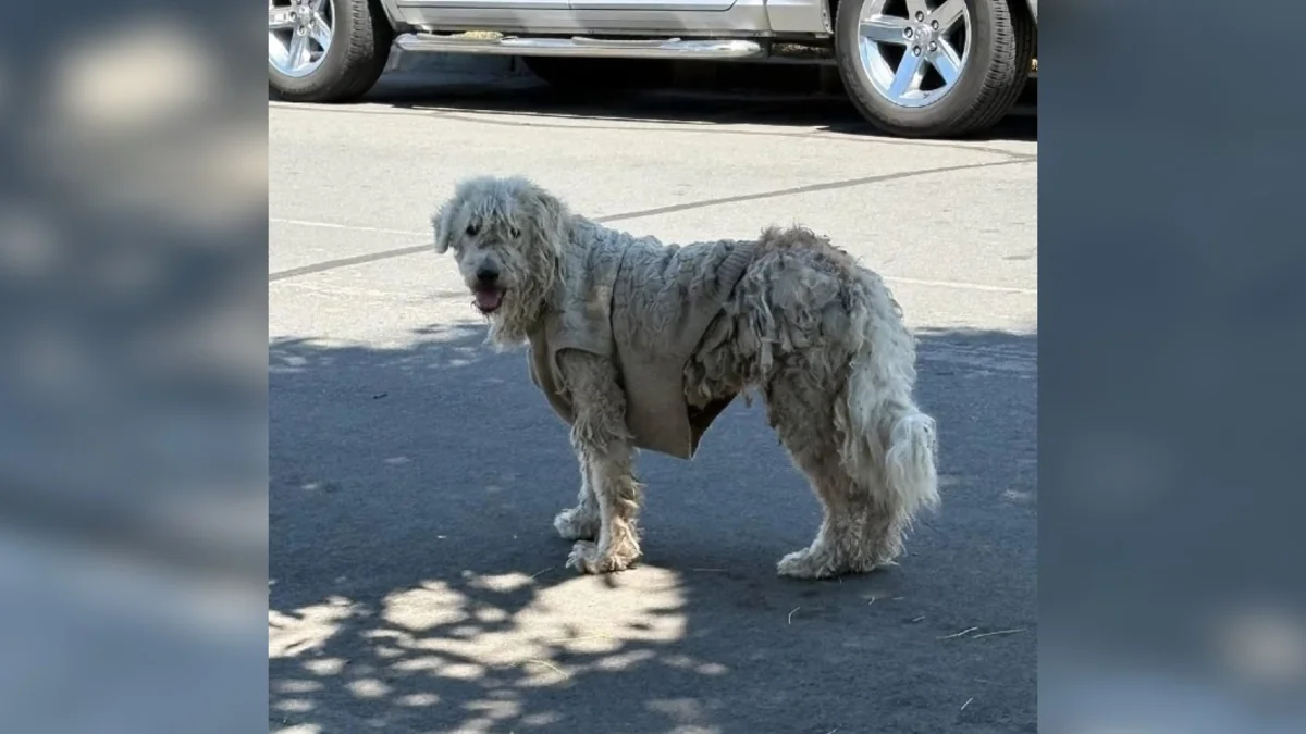 Shaggy Stray Dog Wearing A Sweater Is Unrecognizable After Her First Haircut