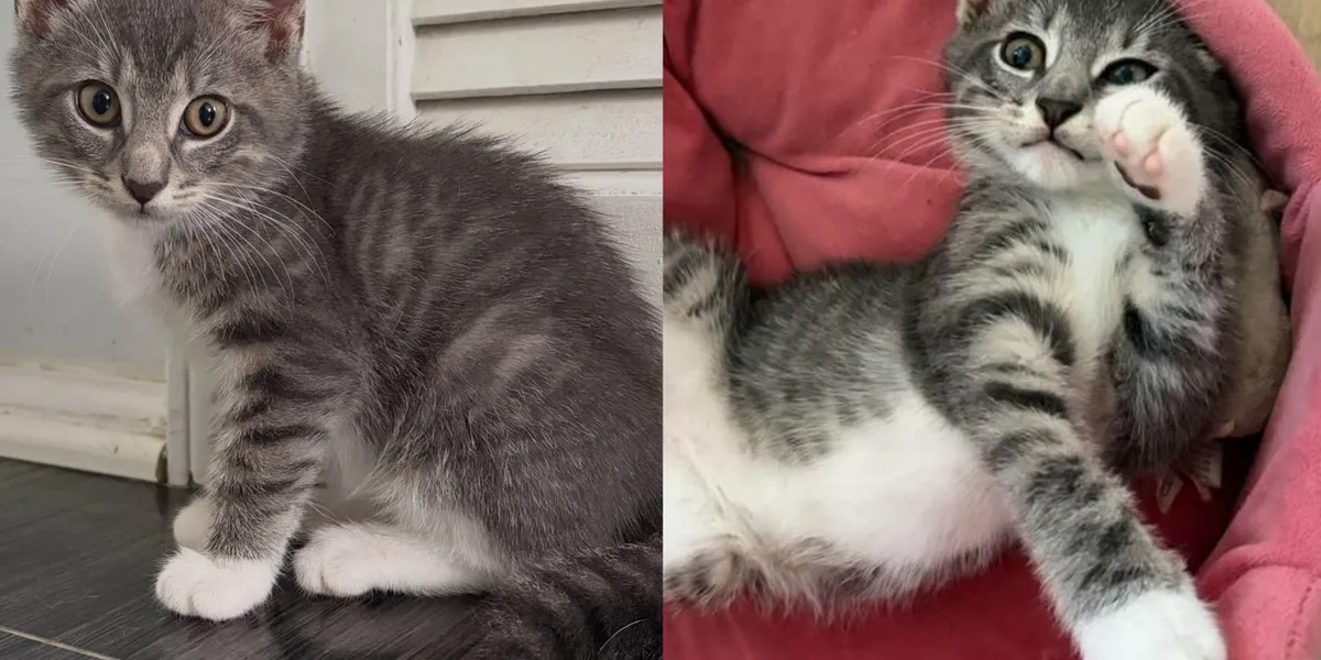 Kitten Found at a Construction Site Purred Right Away