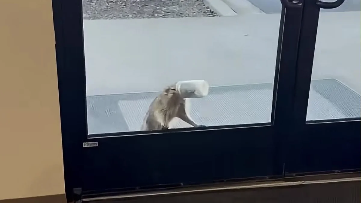 Shop Employees See A Baby Animal Pawing At The Door And Realize He’s Asking For Help