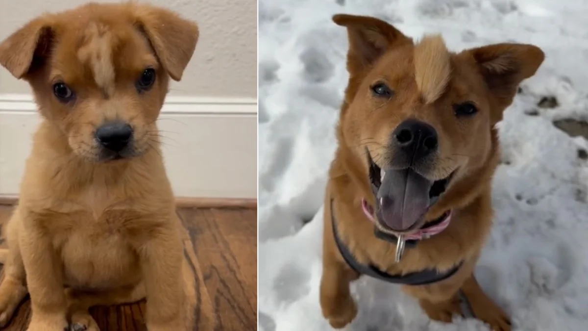 Puppy Born With Skull Defect And Blonde Mohawk Has No Idea She’s Any Different