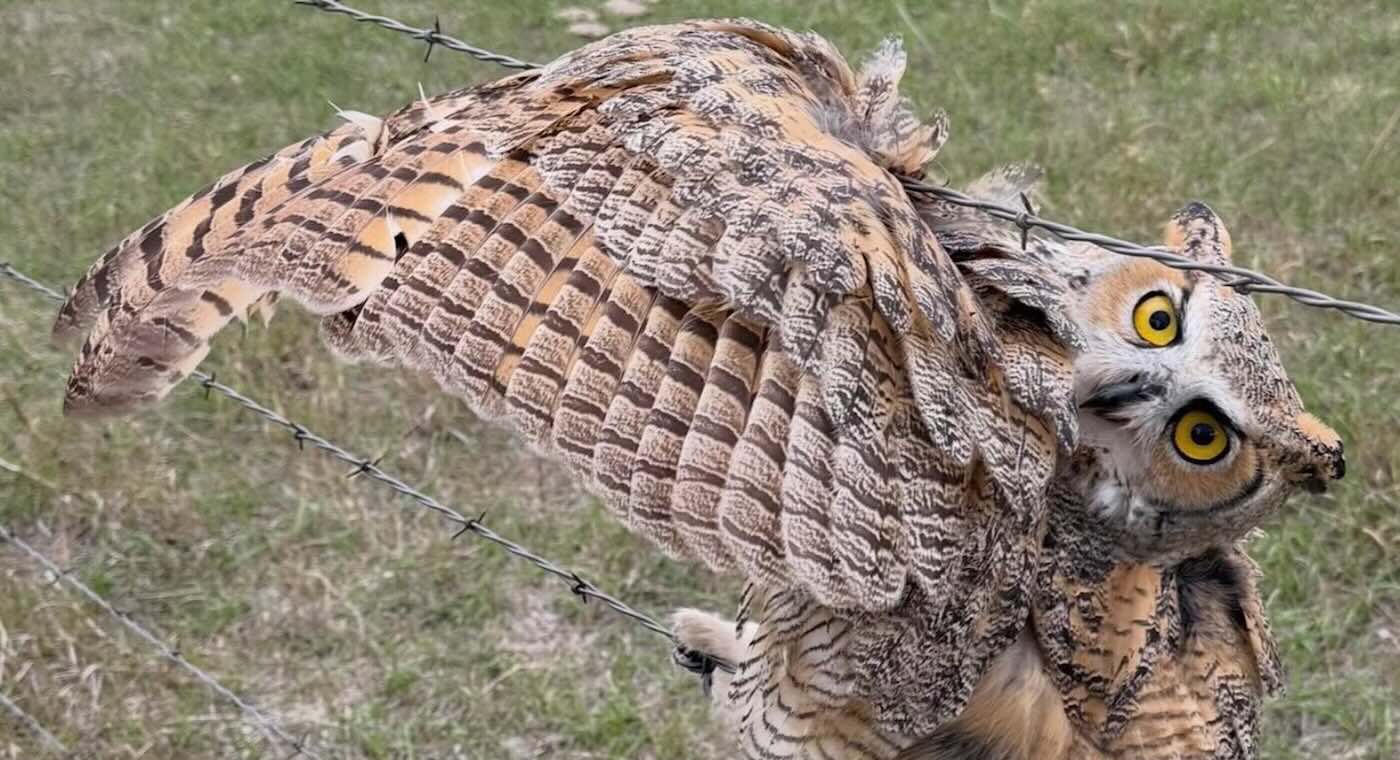 Neighbors Flock to Rescue a Wounded Owl Tangled Up in Barbed Wire