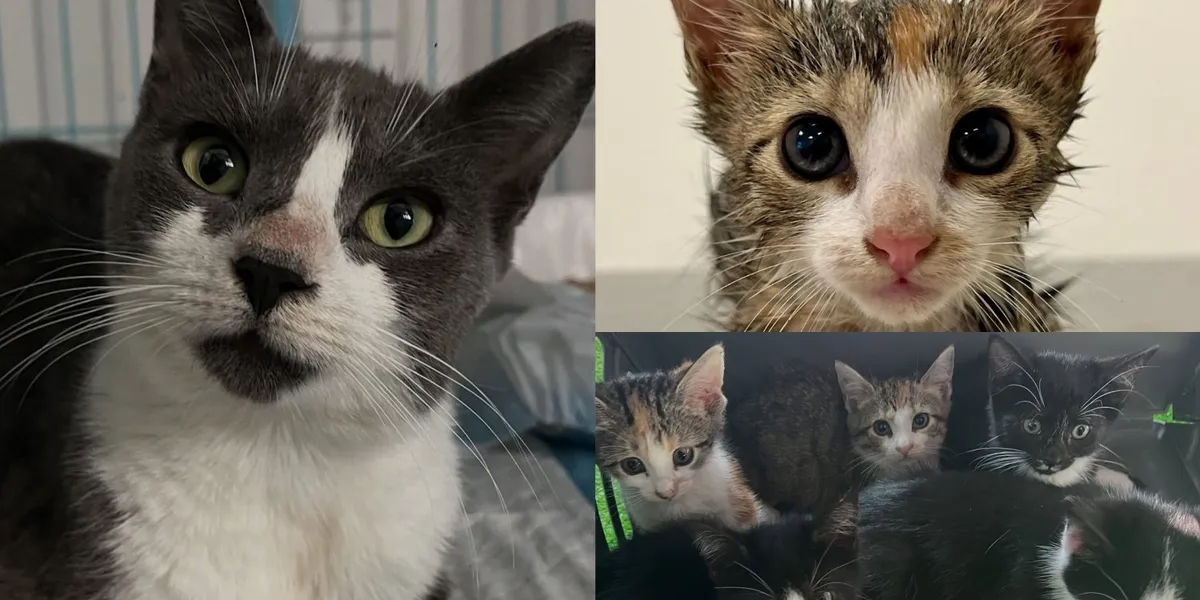 Mama Cat and 5 Kittens Found Sick Behind a Nail Salon