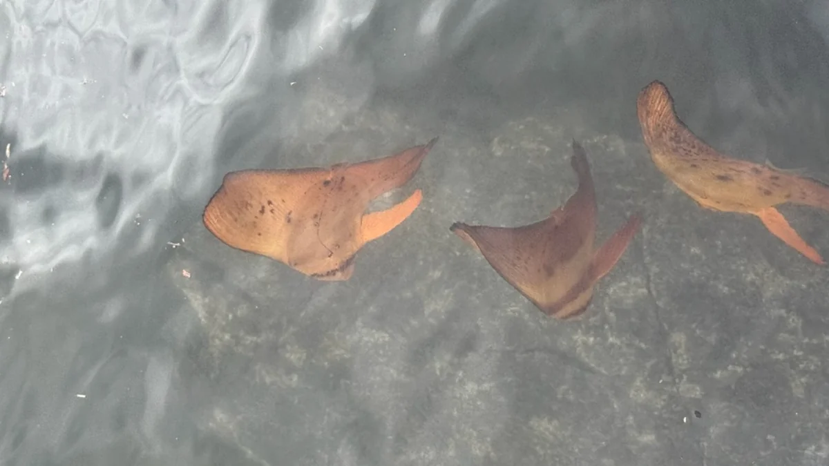 Woman Spots ‘Leaves’ Floating In Ocean — Then Realizes It’s All A Trick