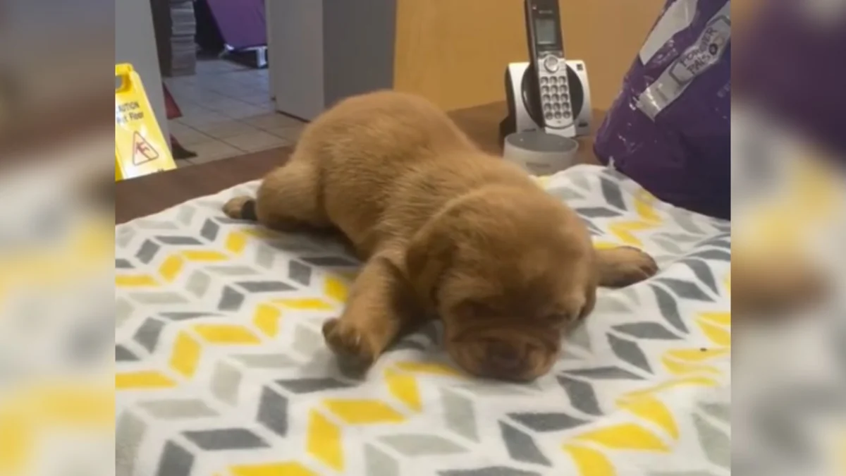 Breeder Dumps Golden Puppies At Shelter When They Couldn’t Walk — Now They Run