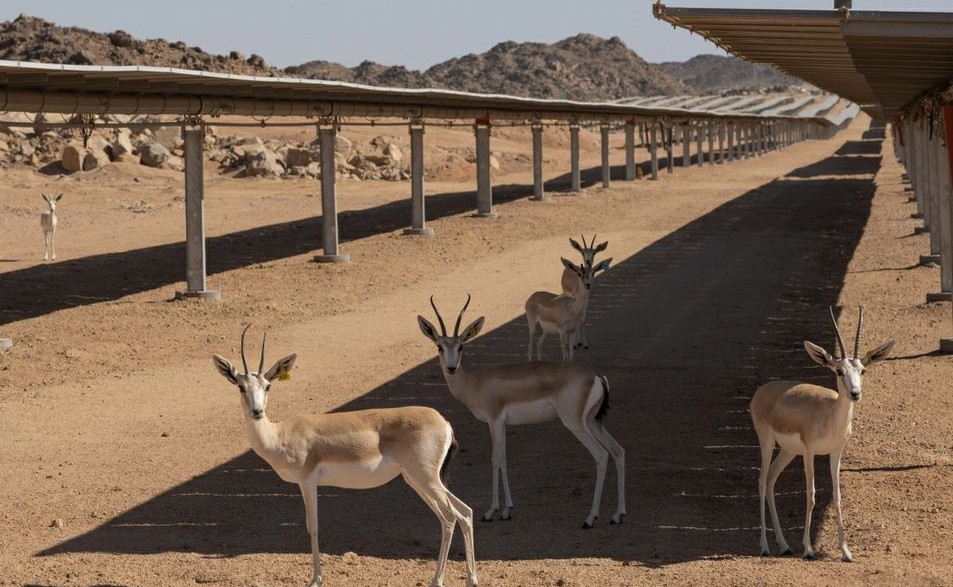 Saudi Solar Park Proves Brilliant Breeding Ground for Threatened Sand Gazelles