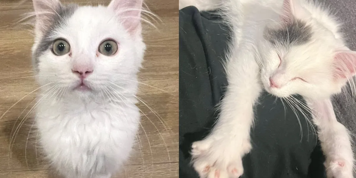 Kitten Called “Defective” Has the Most Love to Give