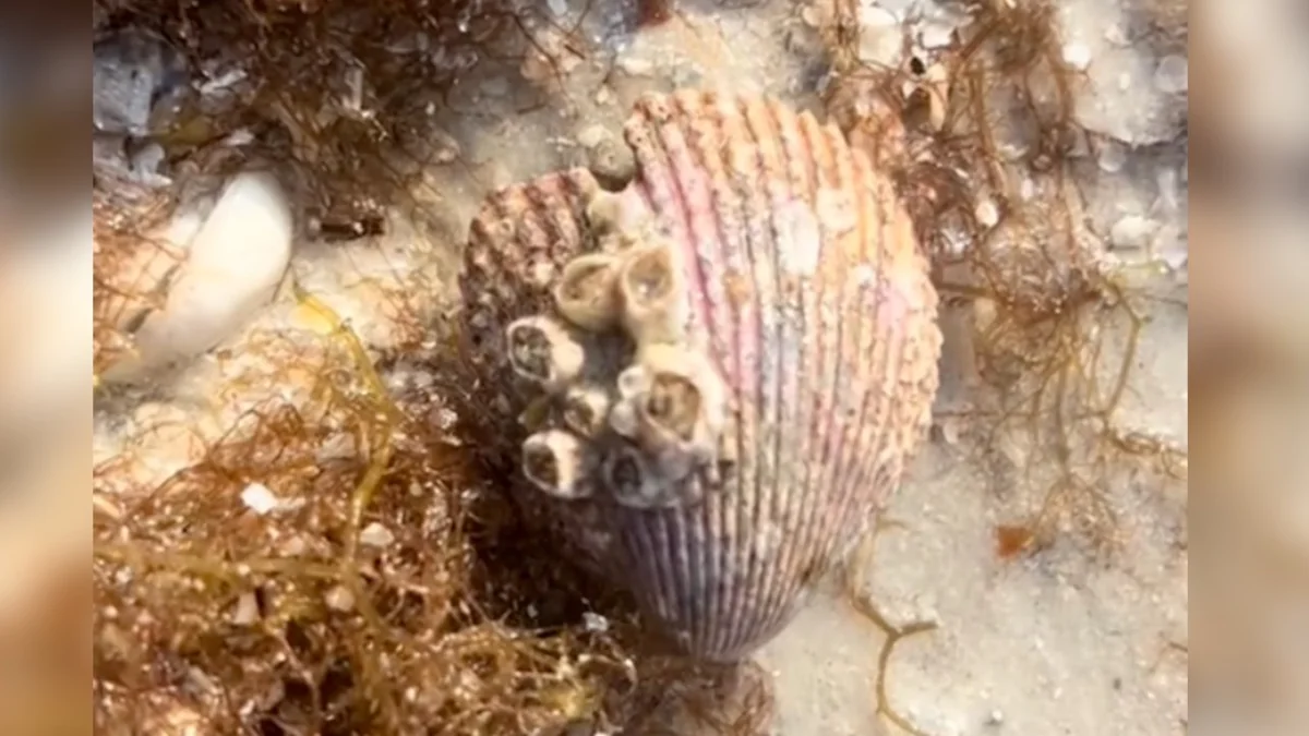 Beachgoer Spots Shell Moving On Its Own — Then Realizes What’s Really Going On