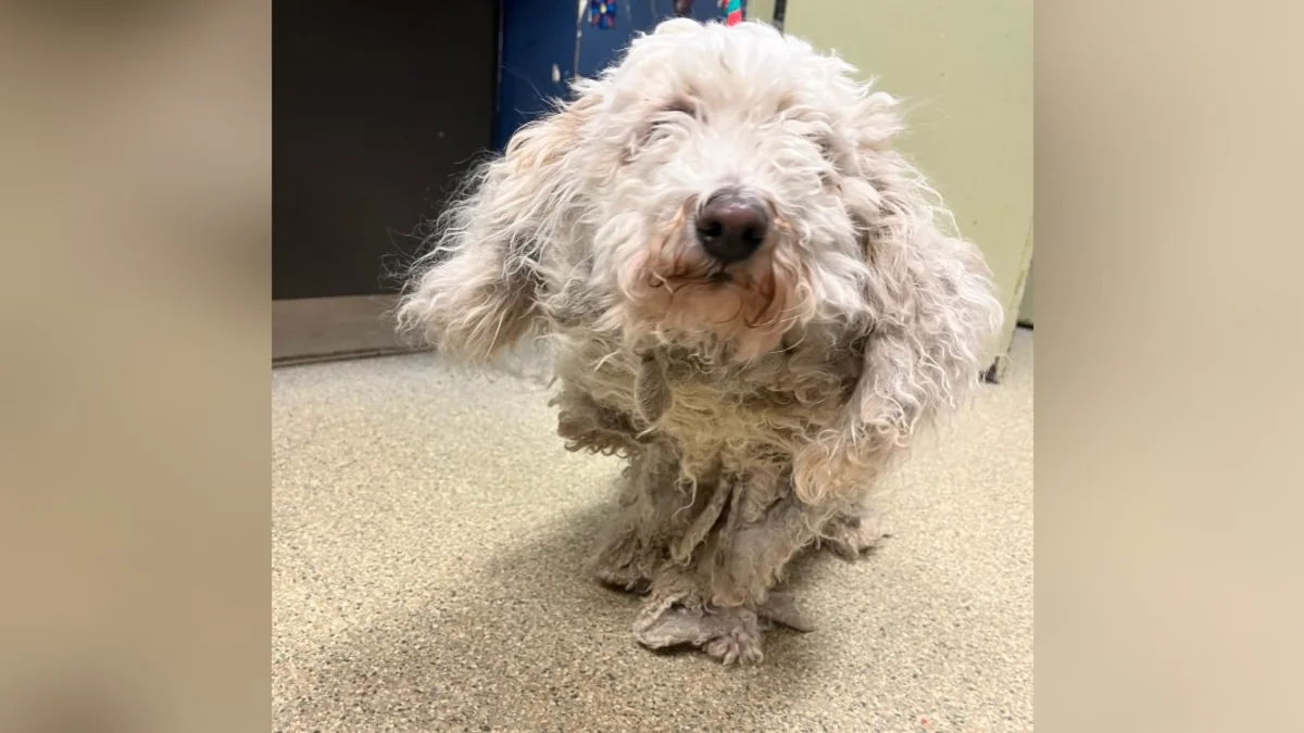 ‘Unloved’ Dog Feels Brand-New After Shedding 2 Pounds Of Severely Matted Fur