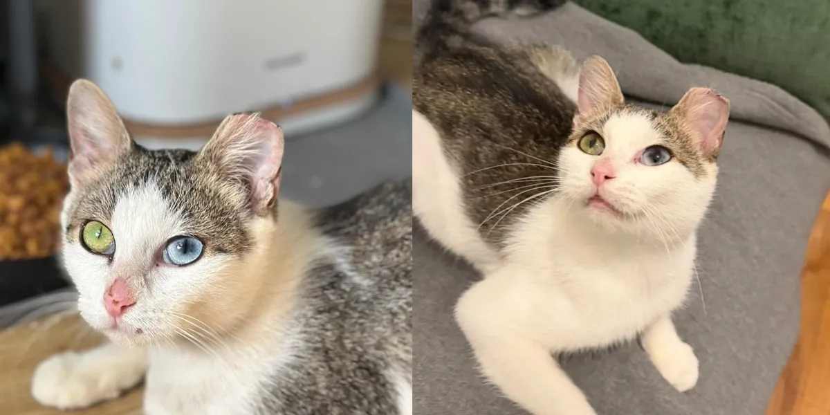 One Blue One Green Eyed Kitten With a Hard Start Finds Home