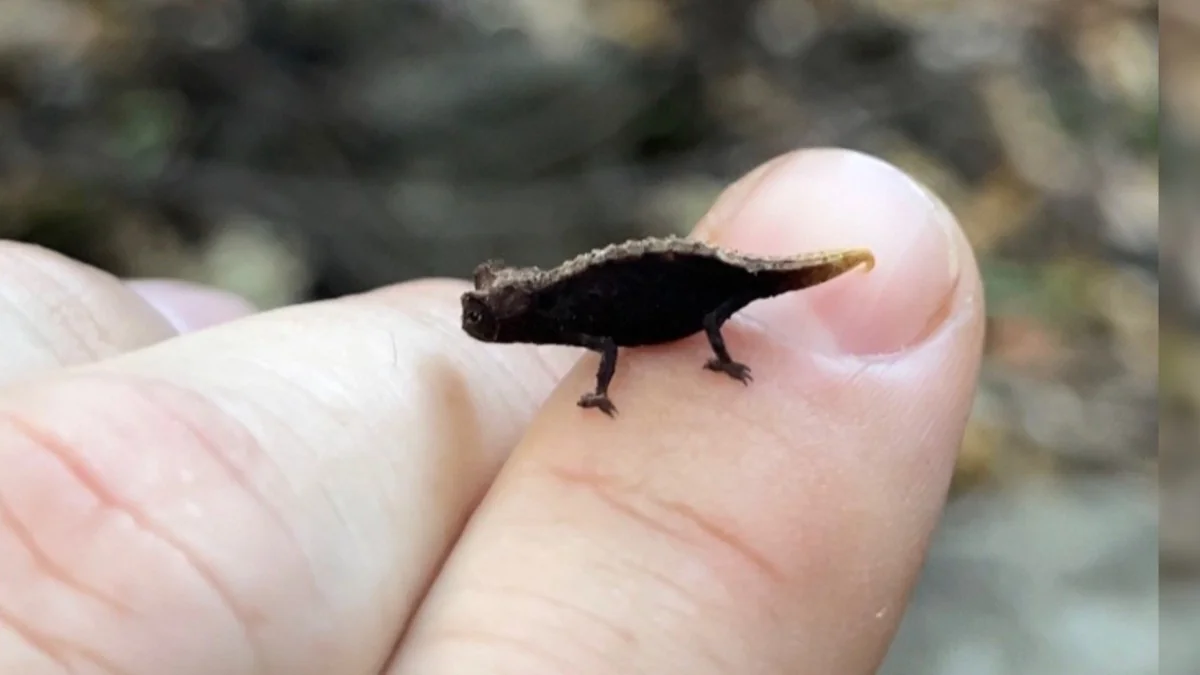 Wildlife Researcher Makes Friends With One Of The World’s Tiniest Reptiles