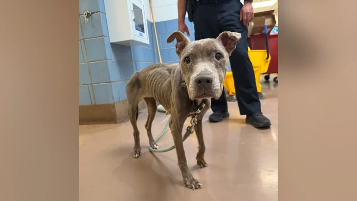 Rescuers Refuse To Give Up On ‘Skin And Bones’ Dog Until She Finds A Happy Ending