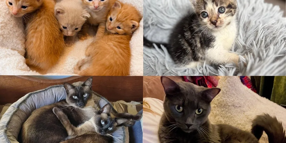 Best Cat Rescue Stories of September 2026