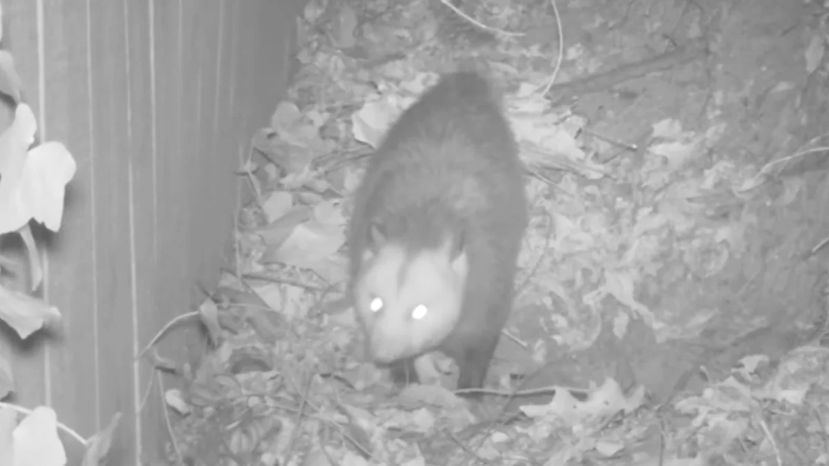 Opossum Husband Makes The Bed So His Partner Has A Cozy Place To Sleep