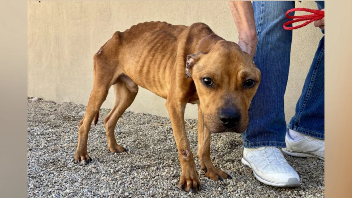 Shelter’s Skinniest Dog Completely Transforms After Finding Love