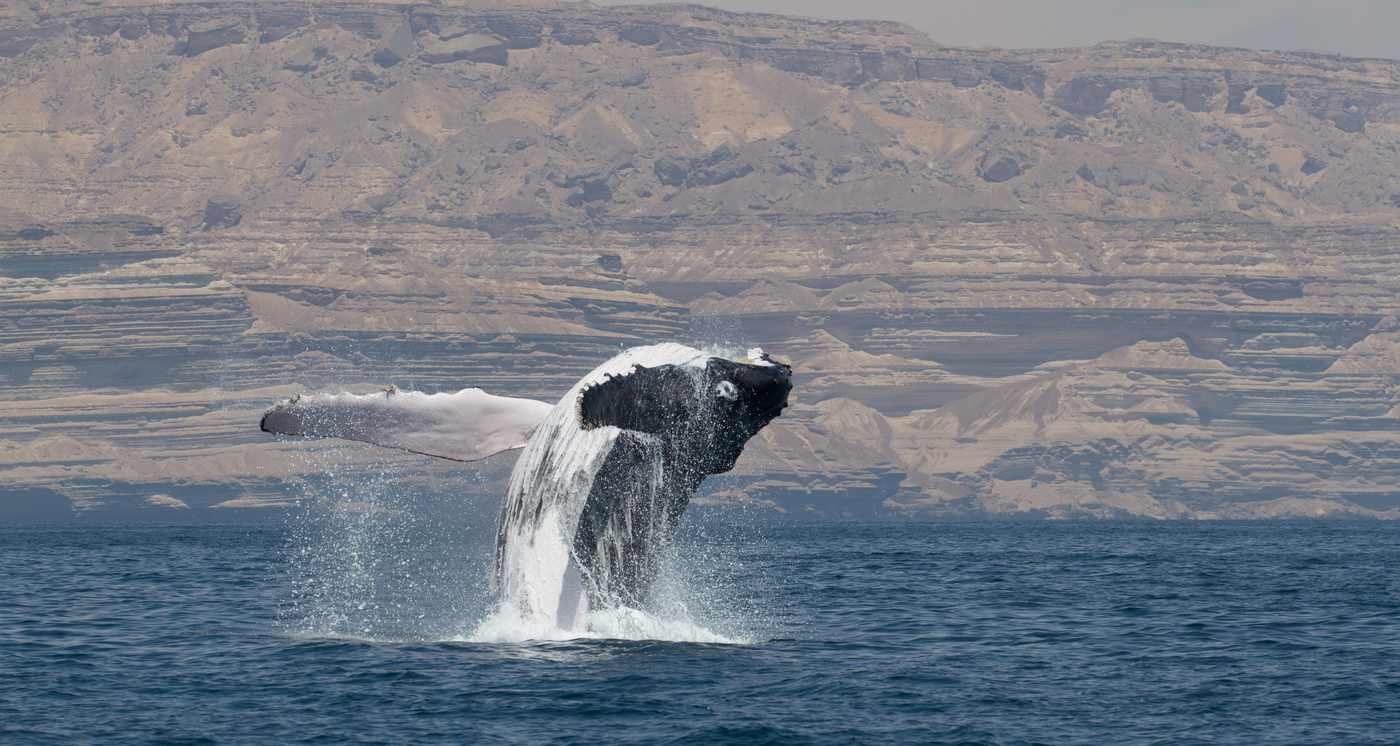 Genetic Analysis All But Confirms the Most Unique of Humpback Populations Is Actually a Subspecies