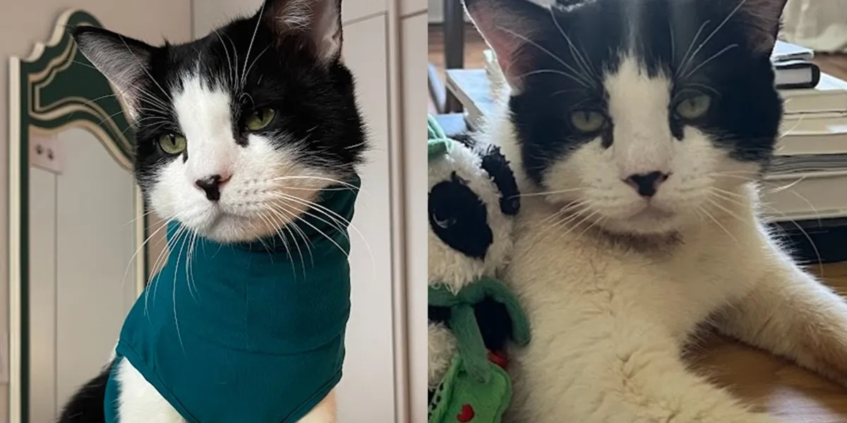Cat in a Tiny Turtleneck Struts Around House