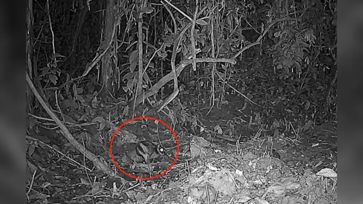 They Set Up Cameras In A Remote Mountain Range And Found The World’s Rarest Rabbit