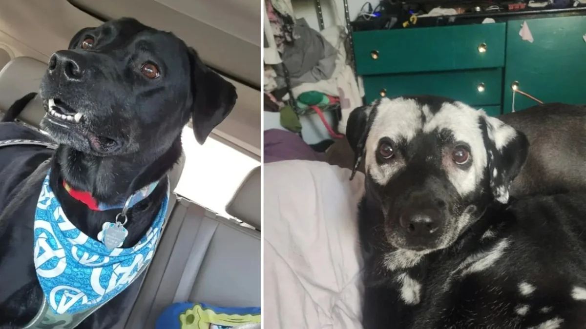 Dog Shocks Family When Her Black Fur Changes Colors Right Before Their Eyes