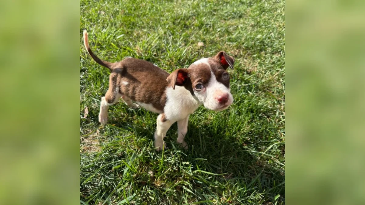 Skinny Puppy Found ‘Eating Trash’ At Gas Station Transforms After Finding Love