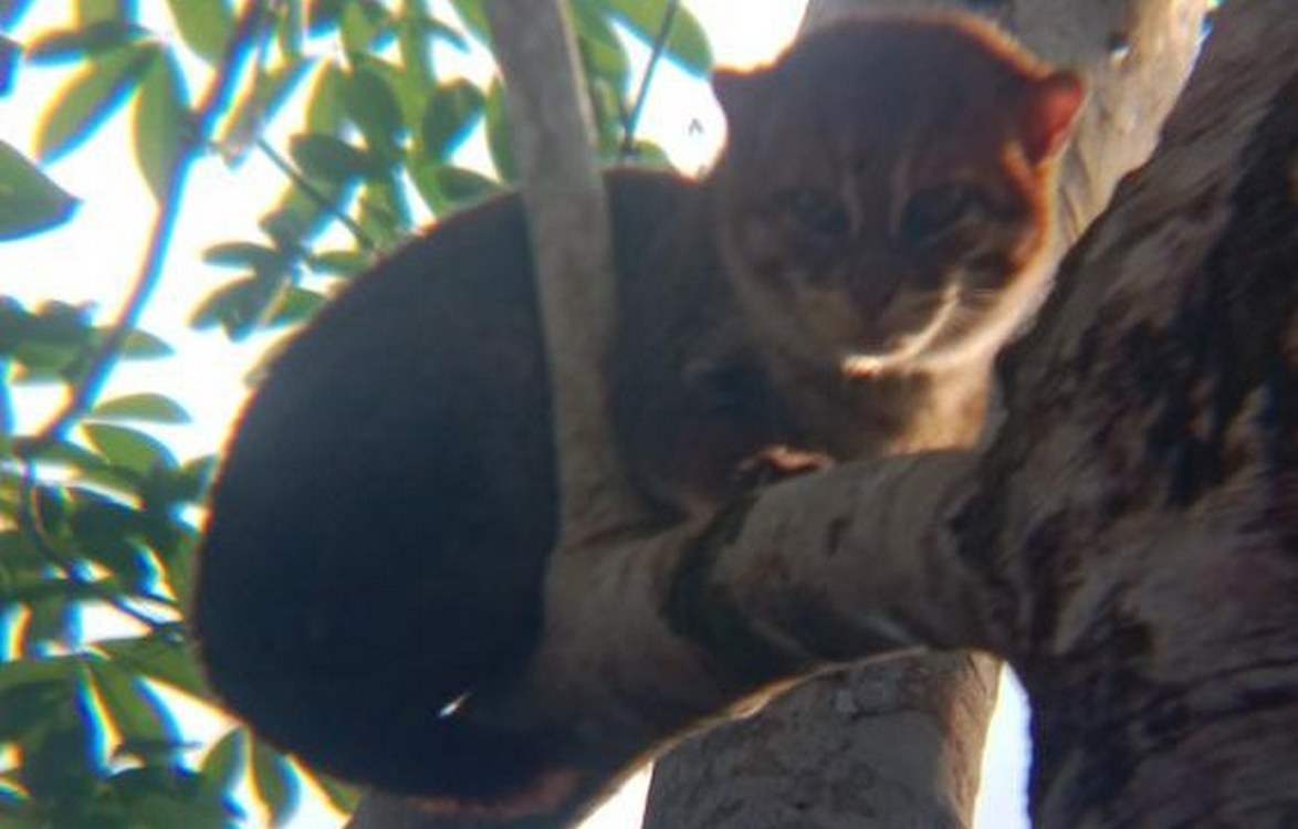 A Strategy of Cash-for-Photos Turns Animal Hunters into Animal Protectors in Indonesia